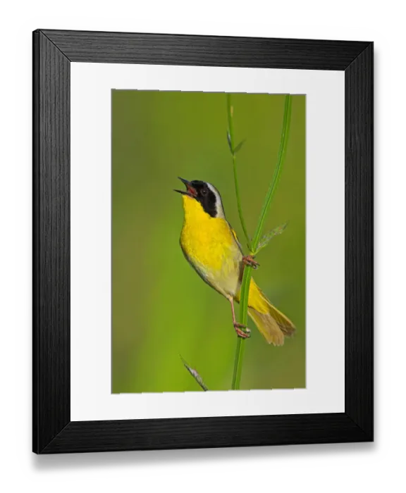 Framed Print : Common Yellowthroat (Geothlypis trichas) singing, Texas, USA Framed Print : Common Yellowthroat (Geothlypis trichas) singing, Texas, USA