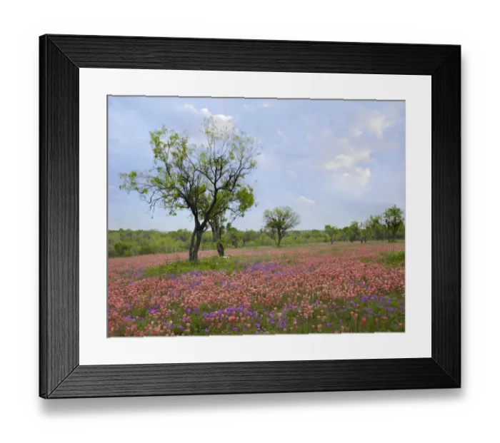 Framed Print : Paintbrush (Castilleja sp) and Pointed Phlox (Phlox cuspidata) flowers, Texas Framed Print : Paintbrush (Castilleja sp) and Pointed Phlox (Phlox cuspidata) flowers, Texas