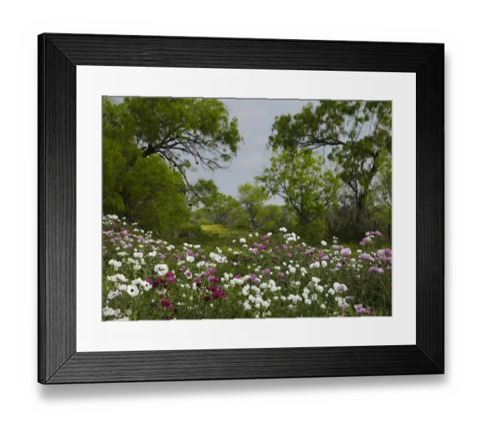 Framed Print : Prickly Poppy (Argemone sp) flowers near Christine, Texas Framed Print : Prickly Poppy (Argemone sp) flowers near Christine, Texas