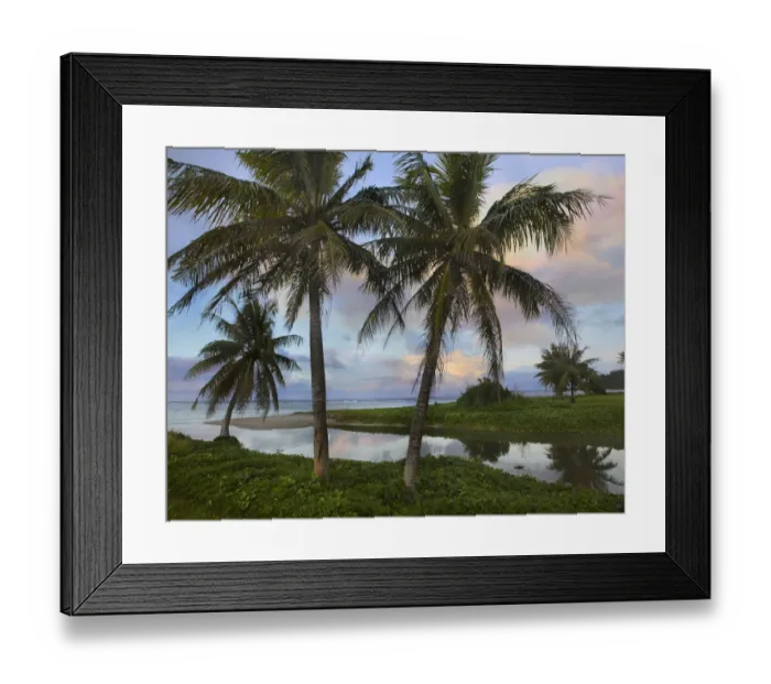 Framed Print : Palm trees, Asan Beach, War in the Pacific National Historic Park, Guam Framed Print : Palm trees, Asan Beach, War in the Pacific National Historic Park, Guam
