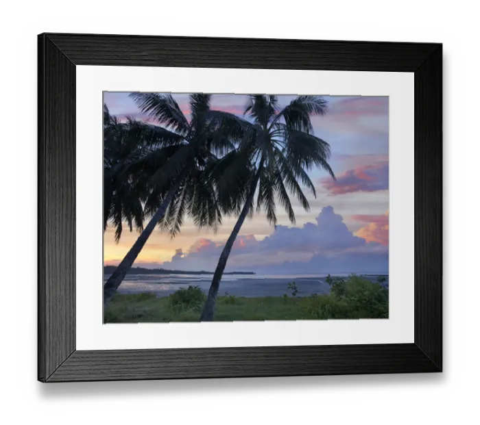 Framed Print : Coconut Palm (Cocos nucifera) trees, Hinawnan Beach, Bohol Island, Philippines Framed Print : Coconut Palm (Cocos nucifera) trees, Hinawnan Beach, Bohol Island, Philippines