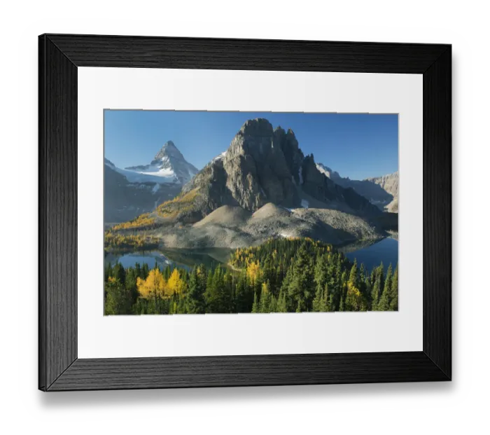 Framed Print : Larch (Larix sp) trees in autumn below Mount Assiniboine with Sunburst Lake, Mount Framed Print : Larch (Larix sp) trees in autumn below Mount Assiniboine with Sunburst Lake, Mount