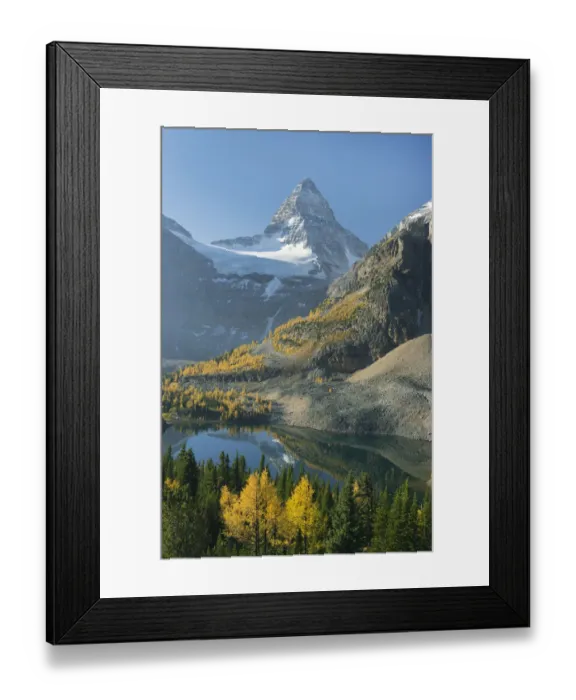 Framed Print : Larch (Larix sp) trees in autumn below Mount Assiniboine with Sunburst Lake, Mount