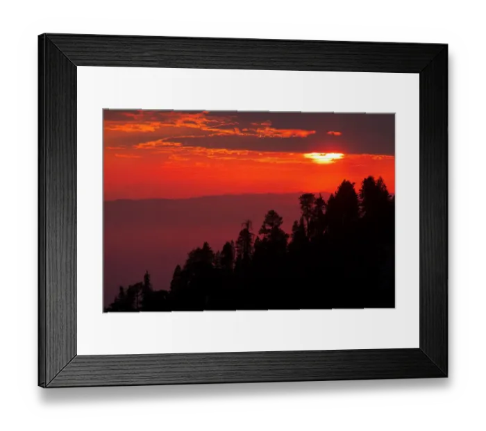 Framed Print : Giant Sequoia (Sequoiadendron giganteum) trees at sunset, Sierra Nevada, Sequoia National Park Framed Print : Giant Sequoia (Sequoiadendron giganteum) trees at sunset, Sierra Nevada, Sequoia National Park