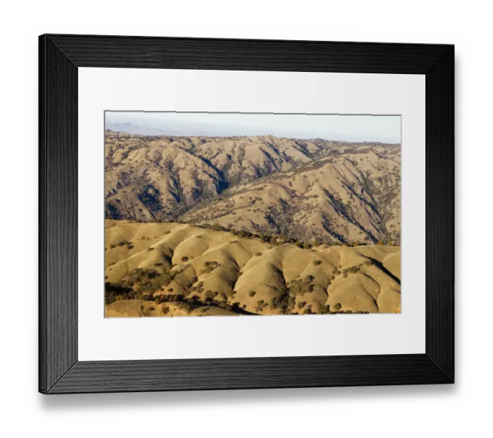 Framed Print : Oak (Quercus sp) trees in oak savanna on hillsides, Bay Area, California Framed Print : Oak (Quercus sp) trees in oak savanna on hillsides, Bay Area, California
