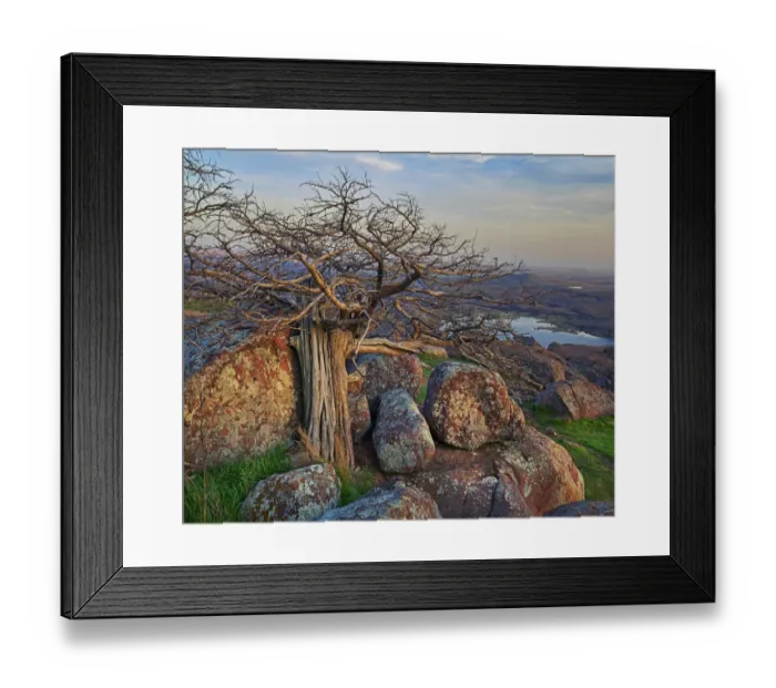 Framed Print : Pine (Pinus sp) tree, Mount Scott, Wichita Mountains National Wildlife Refuge, Oklahoma Framed Print : Pine (Pinus sp) tree, Mount Scott, Wichita Mountains National Wildlife Refuge, Oklahoma