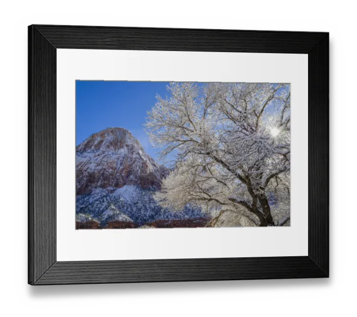 Framed Print : Cottonwood (Populus sp) tree in winter, Zion National Park, Utah Framed Print : Cottonwood (Populus sp) tree in winter, Zion National Park, Utah