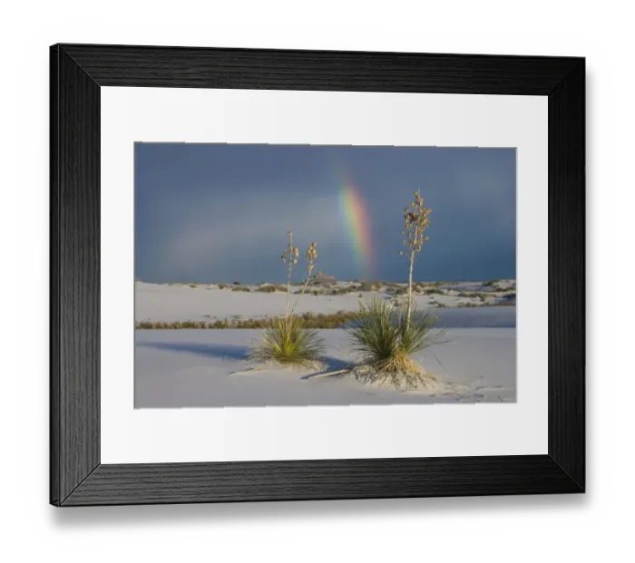 Framed Print : Soaptree Yucca (Yucca elata) and rainbow, White Sands National Monument, New Mexico Framed Print : Soaptree Yucca (Yucca elata) and rainbow, White Sands National Monument, New Mexico