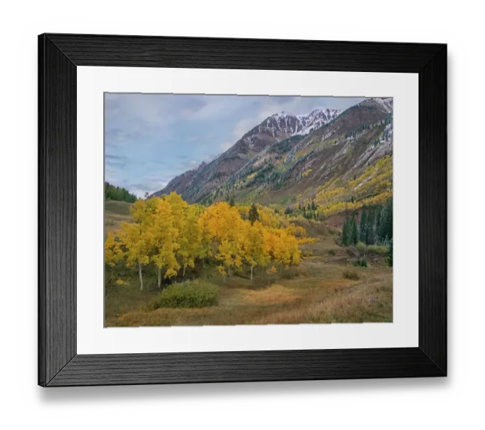 Framed Print : Cottonwood (Populus sp) trees in autumn near Maroon Bells, Colorado Framed Print : Cottonwood (Populus sp) trees in autumn near Maroon Bells, Colorado