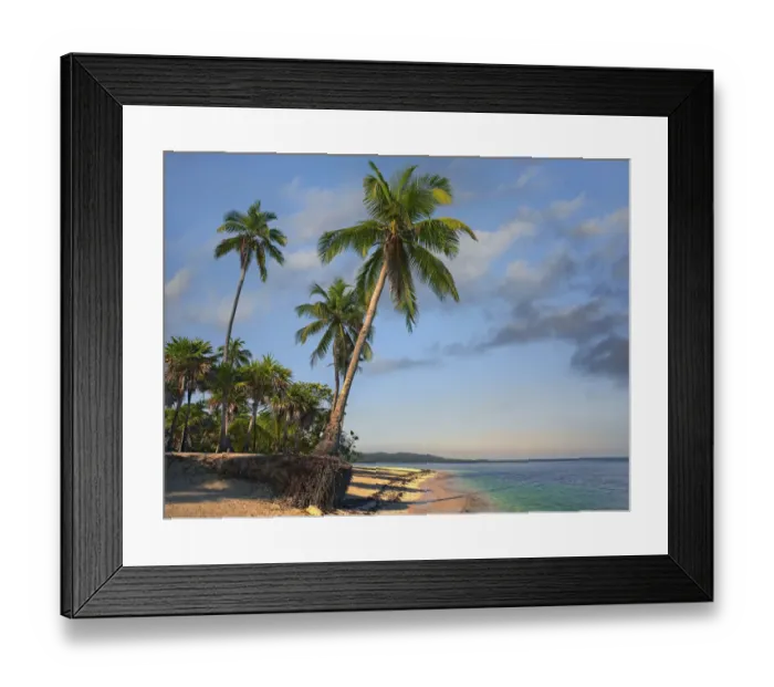 Framed Print : Palm trees, Palmetto Bay, Roatan Island, Honduras
