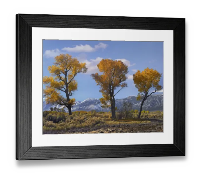 Framed Print : Cottonwood (Populus sp) trees in autumn, Carson Valley, Nevada Framed Print : Cottonwood (Populus sp) trees in autumn, Carson Valley, Nevada