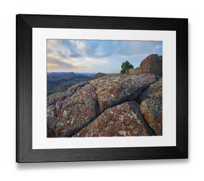 Framed Print : Lichen on rocks, Mount Scott, Wichita Mountains National Wildlife Refuge, Oklahoma Framed Print : Lichen on rocks, Mount Scott, Wichita Mountains National Wildlife Refuge, Oklahoma