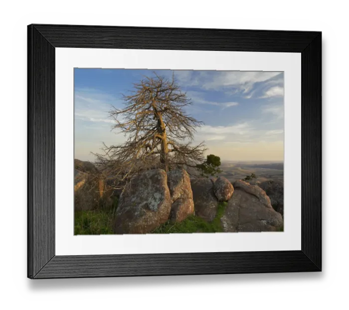 Framed Print : Pine (Pinus sp) tree, Mount Scott, Wichita Mountains National Wildlife Refuge, Oklahoma Framed Print : Pine (Pinus sp) tree, Mount Scott, Wichita Mountains National Wildlife Refuge, Oklahoma