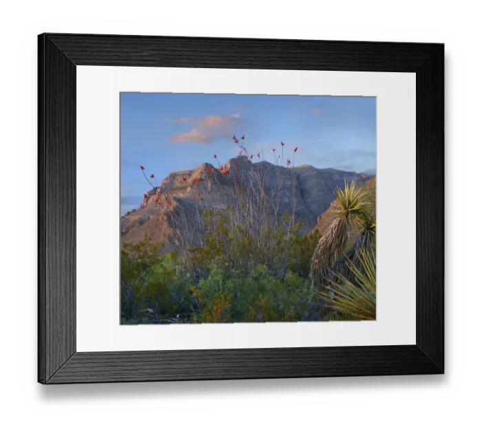Framed Print : Agave (Agave sp) and Ocotillo (Fouquieria splendens), Lincoln National Forest, Sacramento Framed Print : Agave (Agave sp) and Ocotillo (Fouquieria splendens), Lincoln National Forest, Sacramento