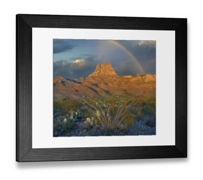 Framed Print : Ocotillo (Fouquieria splendens) with rainbow Gobbler Knob formation, Sacramento Mountains Framed Print : Ocotillo (Fouquieria splendens) with rainbow Gobbler Knob formation, Sacramento Mountains