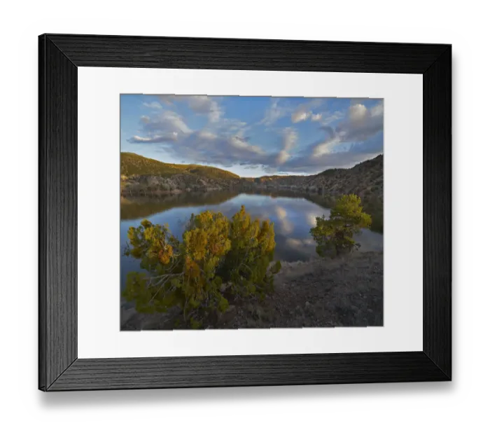 Framed Print : Rocky Mountain Juniper (Juniperus sp) trees at lake, Santa Cruz Lake Recreation Area