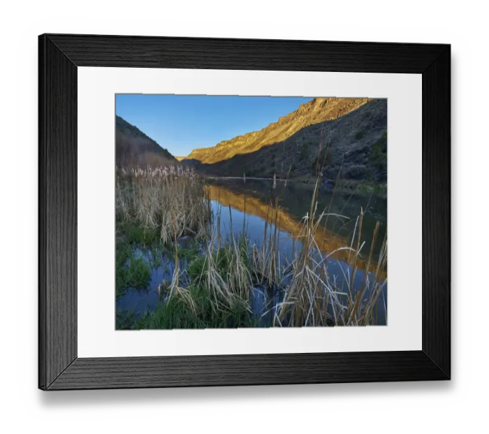 Framed Print : Common Cattail (Typha latifolia) along the Rio Grande, Rio Grande del Norte National Monument Framed Print : Common Cattail (Typha latifolia) along the Rio Grande, Rio Grande del Norte National Monument