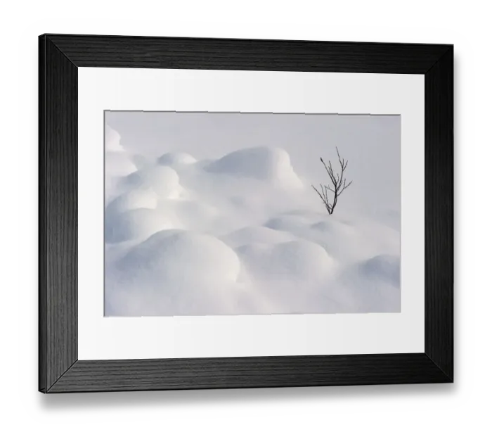 Framed Print : Leafless winter shrub in snow, Banff National Park, Alberta, Canada Framed Print : Leafless winter shrub in snow, Banff National Park, Alberta, Canada