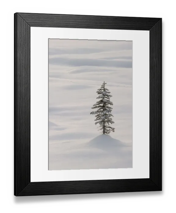Framed Print : Coniferous tree in snow, Banff National Park, Alberta, Canada Framed Print : Coniferous tree in snow, Banff National Park, Alberta, Canada