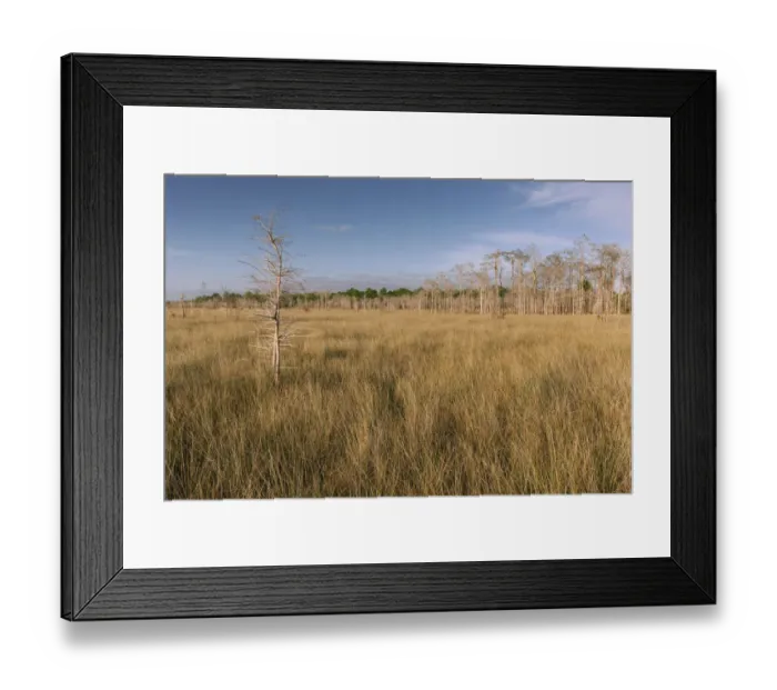 Framed Print : Dwarf Cypress (Taxodium sp) and Pine (Pinus sp) trees in grassland, Everglades National Park
