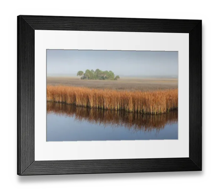 Framed Print : Swamp Sawgrass (Cladium mariscus) and Cabbage Palm (Sabal palmetto) island in mist Framed Print : Swamp Sawgrass (Cladium mariscus) and Cabbage Palm (Sabal palmetto) island in mist