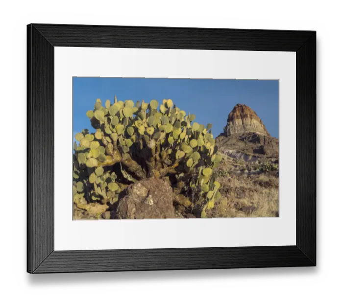 Framed Print : Opuntia (Opuntia sp) cactus, Cerro Castellan, Big Bend National Park, Texas Framed Print : Opuntia (Opuntia sp) cactus, Cerro Castellan, Big Bend National Park, Texas
