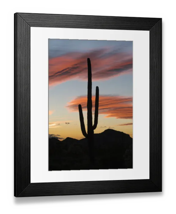 Framed Print : Saguaro (Carnegiea gigantea) cactus at sunset, Organ Pipe Cactus National Monument Framed Print : Saguaro (Carnegiea gigantea) cactus at sunset, Organ Pipe Cactus National Monument