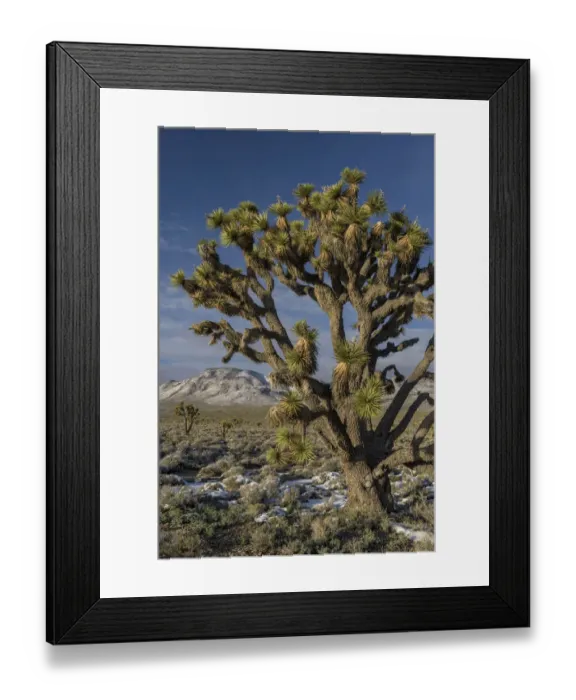 Framed Print : Joshua Tree (Yucca brevifolia), Death Valley National Park, California Framed Print : Joshua Tree (Yucca brevifolia), Death Valley National Park, California