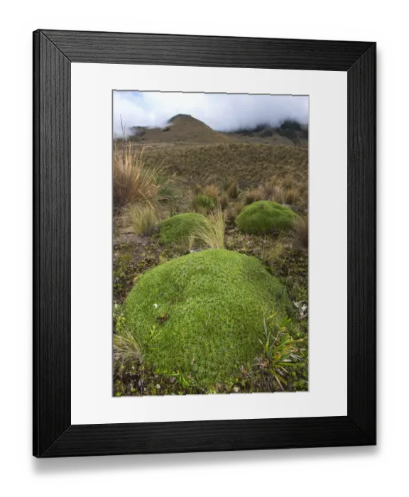 Framed Print : Plantain (Plantago rigida) group, Cayambe Coca Ecological Reserve, Ecuador Framed Print : Plantain (Plantago rigida) group, Cayambe Coca Ecological Reserve, Ecuador