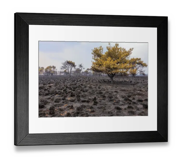 Framed Print : Burnt trees and heathland after fire, Netherland Framed Print : Burnt trees and heathland after fire, Netherland
