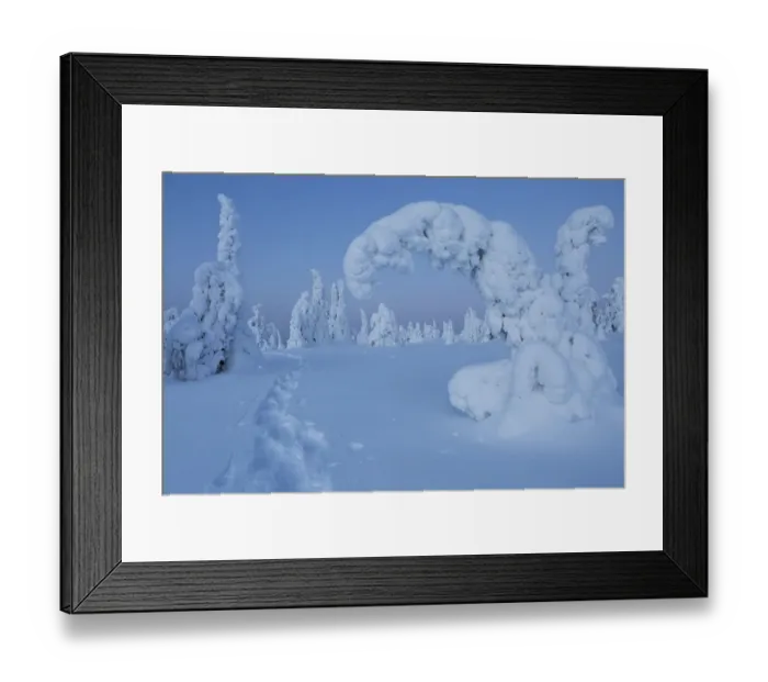 Framed Print : Snowshoe track in winterlandscape, with conifers covered by snow, Riisitunturi national park Framed Print : Snowshoe track in winterlandscape, with conifers covered by snow, Riisitunturi national park