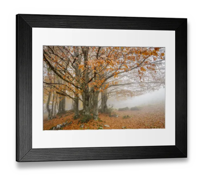 Framed Print : Tree autumn leaves in fog, Haute-Savoie, France