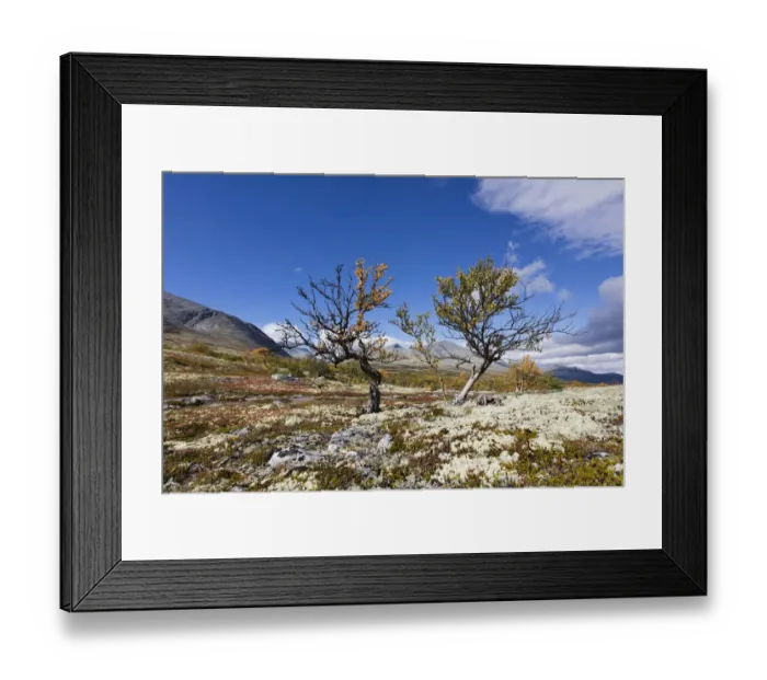 Framed Print : northren landscape with two birch trees in Straumbu Rondane NP, Straumbu, Rondane NP Framed Print : northren landscape with two birch trees in Straumbu Rondane NP, Straumbu, Rondane NP