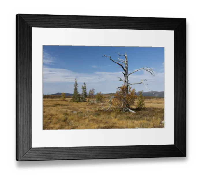Framed Print : fir trees (Picea sp. ) in moorland at Langsua National Park, Langsua National Park Framed Print : fir trees (Picea sp. ) in moorland at Langsua National Park, Langsua National Park