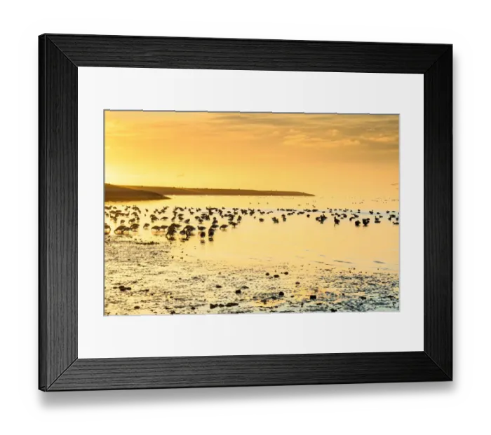 Framed Print : Brent Goose (Branta bernicla) flock, feeding on estuary at low tide, silhouetted at sunrise Framed Print : Brent Goose (Branta bernicla) flock, feeding on estuary at low tide, silhouetted at sunrise