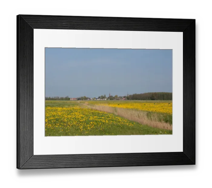 Framed Print : grassland covered with wildflowers, Friesland, Anjum, The Netherlands Framed Print : grassland covered with wildflowers, Friesland, Anjum, The Netherlands