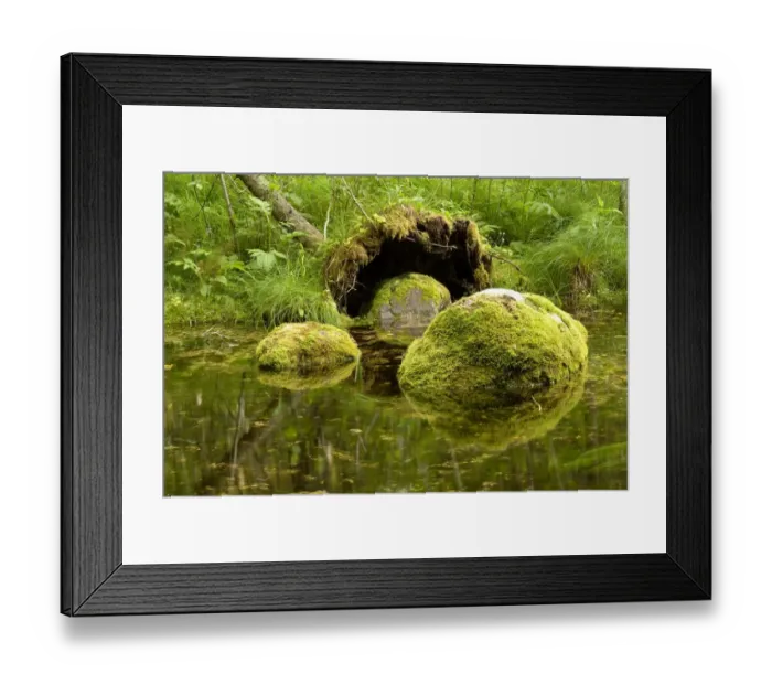 Framed Print : Moss-covered boulders in a forest river in Endla Nature Reserve, Jarva, Estonia Framed Print : Moss-covered boulders in a forest river in Endla Nature Reserve, Jarva, Estonia