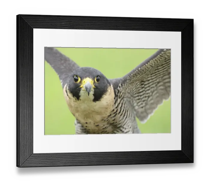 Framed Print : Portrait of a Peregrine Falcon (Falco peregrinus), Noord-Brabant, The Netherlands Framed Print : Portrait of a Peregrine Falcon (Falco peregrinus), Noord-Brabant, The Netherlands