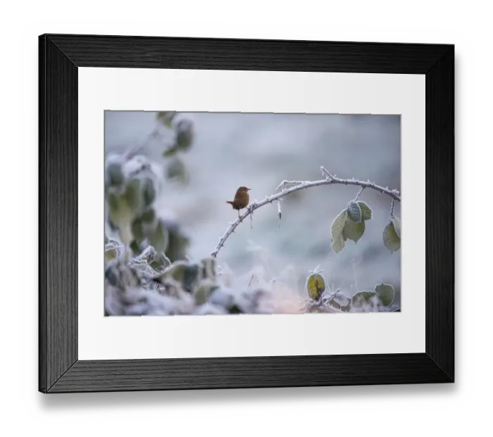 Framed Print : Eurasian wren (Troglodytes troglodytes) on a frosted bramble bush covered with rime Framed Print : Eurasian wren (Troglodytes troglodytes) on a frosted bramble bush covered with rime