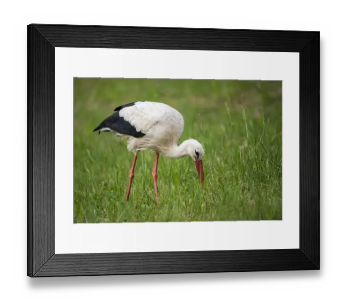 Framed Print : White stork (Ciconia ciconia) feeding on insects in meadow, Tartu region, Estonia Framed Print : White stork (Ciconia ciconia) feeding on insects in meadow, Tartu region, Estonia