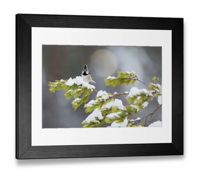 Framed Print : Crested tit on snow covered branches of Caledonian Pine, Cairngorms, Scotland