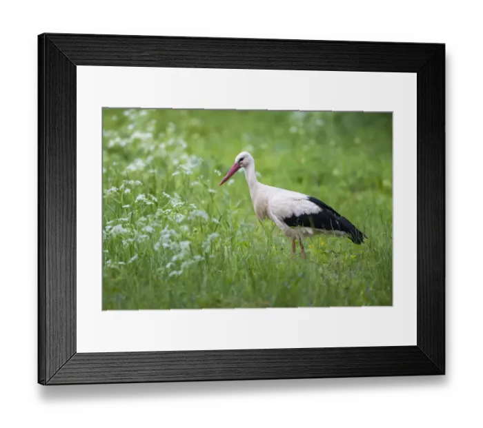 Framed Print : White stork (Ciconia ciconia) in meadow, Tartu region, Estonia, Estonia, Tartu region Framed Print : White stork (Ciconia ciconia) in meadow, Tartu region, Estonia, Estonia, Tartu region
