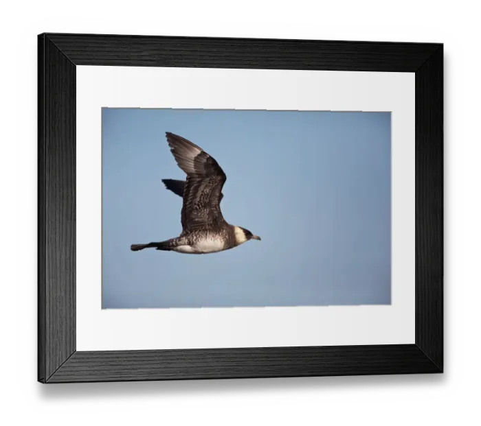 Framed Print : Pomarine Skua flying on the tundra, North Slope, Point Barrow, Alaska, United States Framed Print : Pomarine Skua flying on the tundra, North Slope, Point Barrow, Alaska, United States