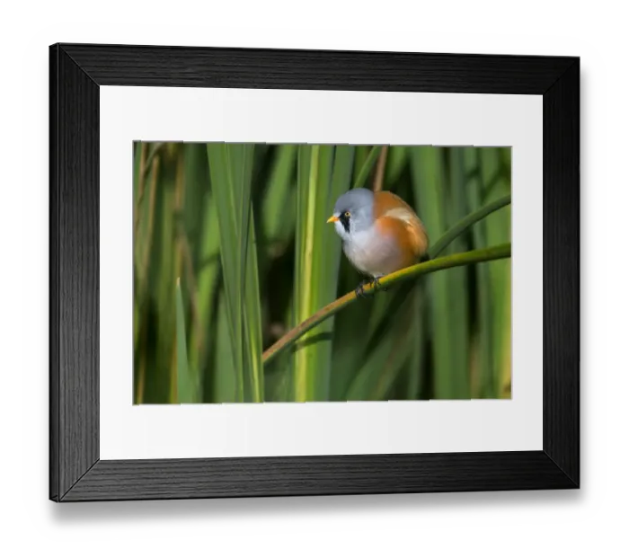 Framed Print : Bearded Tit (Panurus biarmicus) male perched on a reed stem and looking at camera Framed Print : Bearded Tit (Panurus biarmicus) male perched on a reed stem and looking at camera