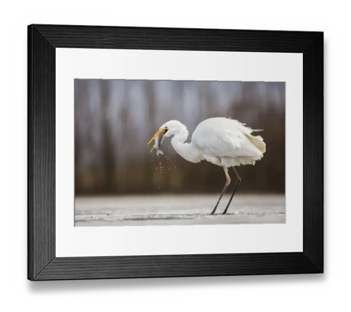 Framed Print : Great Egret (Ardea alba) fishing in shallow water, Kiskunsagi National Park, Bacs-Kiskun Framed Print : Great Egret (Ardea alba) fishing in shallow water, Kiskunsagi National Park, Bacs-Kiskun