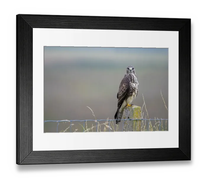Framed Print : Common Buzzard (Buteo buteo) perched on a stone fence postlooking at camera, Vossemeerdijk Framed Print : Common Buzzard (Buteo buteo) perched on a stone fence postlooking at camera, Vossemeerdijk
