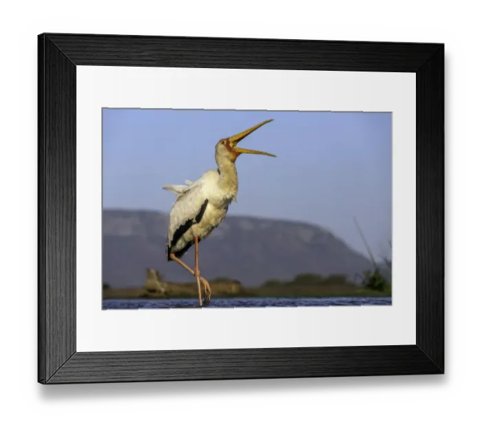 Framed Print : Yellow-billed stork (Mycteria ibis) calling, Mkuze, Kwazula-Natal, South-Africa Framed Print : Yellow-billed stork (Mycteria ibis) calling, Mkuze, Kwazula-Natal, South-Africa