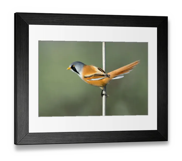 Framed Print : Bearded Tit (Panurus Biarmicus) Adult male perched on a reed stem and looking at camera Framed Print : Bearded Tit (Panurus Biarmicus) Adult male perched on a reed stem and looking at camera