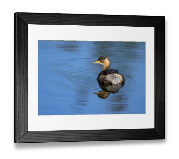 Framed Print : Little Grebe (Tachybaptus ruficollis) female on water with reflection, Roggebotzand Framed Print : Little Grebe (Tachybaptus ruficollis) female on water with reflection, Roggebotzand
