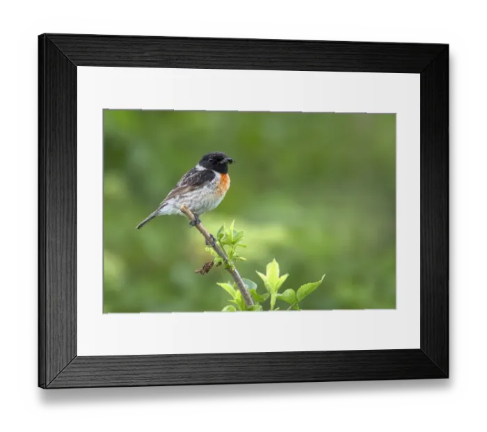 Framed Print : European Stonechat (Saxicola rubicola) perched on a branch with spider in its beak Framed Print : European Stonechat (Saxicola rubicola) perched on a branch with spider in its beak